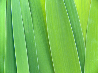 Leaves of a flower of a gladiolus