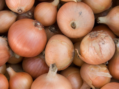 Crop of vegetables of onions napiform