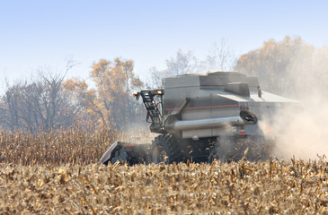 Fototapeta premium Combine harvesting corn with a blue sky