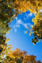 Beautiful autum leaves against sky