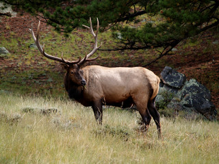 Naklejka na ściany i meble Colorado Elk