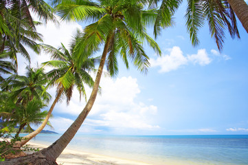 palms