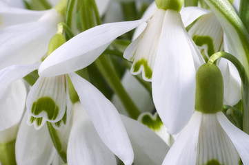 Spring holiday snowdrop flowers background