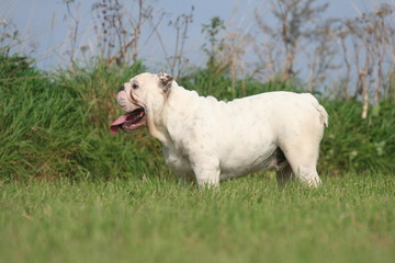 bulldog anglais adulte qui ne nous voit pas