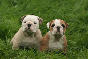 deux jeunes bulldog anglais dans l'herbe