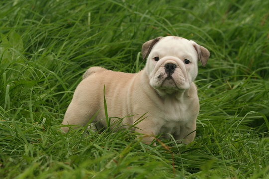 110 Best Bulldog Anglais Images Stock Photos Vectors Adobe Stock