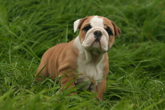 110 Best Bulldog Anglais Images Stock Photos Vectors Adobe Stock