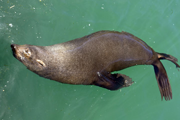 Obraz premium Seehund