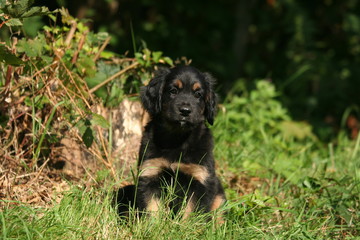 pose tranquille du chiot hovawart