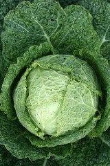 Fototapeta premium Cabbage head