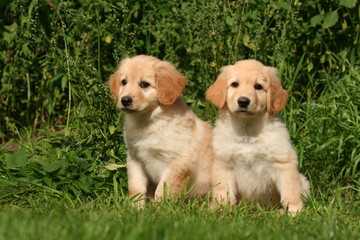 duo de chiots hovawart fauve clair © Dogs