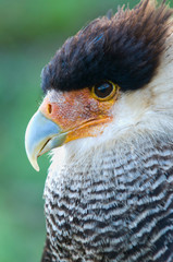 african falcon
