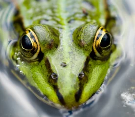 Crédence de cuisine en verre imprimé Grenouille looking frog