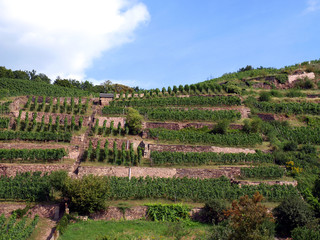 Weinberg in Radebeul, Sachsen