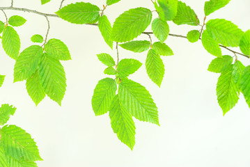 green leaves
