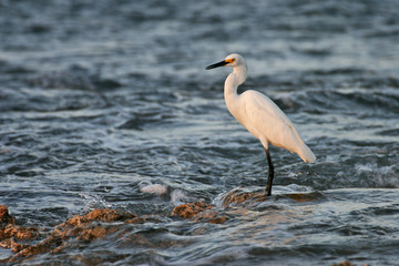 Aigrette neigeuse en bord de mer