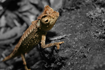 Chamäleon Madagaskar 21.3