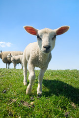 Naklejka na ściany i meble curious lamb looking at the camera in spring