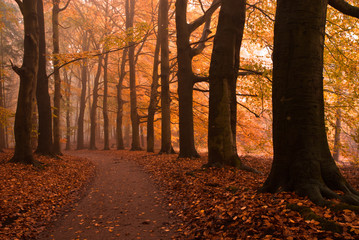 Fototapeta premium autumn colors in the forest