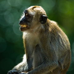 Backlight monkey showing his teeth with green background.