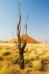 Vertrockneter Baum in der Wüste