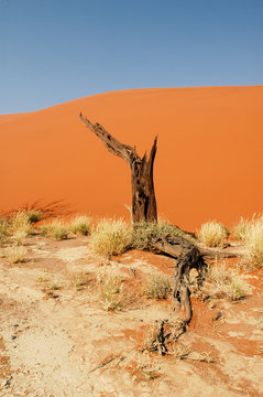 Vertrockneter Baumstumpf vor einer roten Sanddüne
