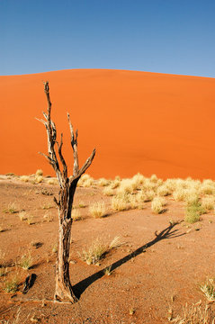 Vertrockneter Baumstumpf vor einer roten Sanddüne