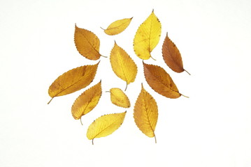 Fall leaves in yellows and browns on white