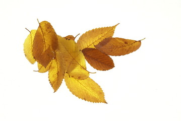 Pile of fall leaves in shades of yellow and brown on a white background