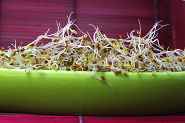 Graines germées source de santé