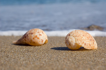 shells on the sand
