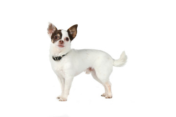 small white dog with large pointed black ears