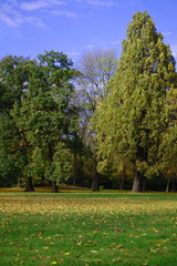 autumn in the forest with green trees under  blue sky