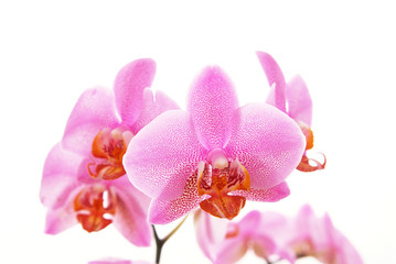 Naklejka na ściany i meble Branch of violet orchids isolated on white