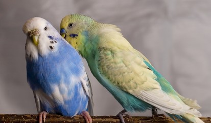 Wellensittich Pärchen