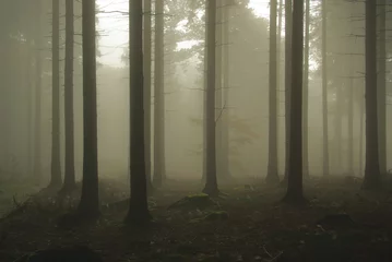  Wald im Nebel - forest in fog 09 © LianeM