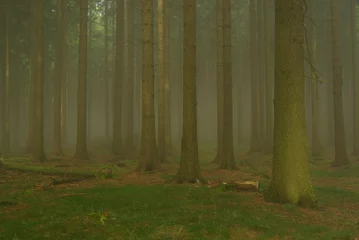  Wald im Nebel - forest in fog 10 © LianeM