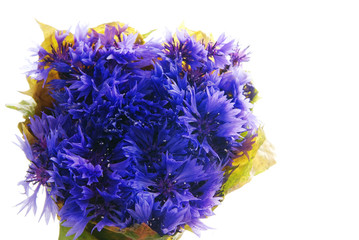 cornflowers