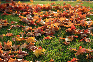 Colorful Autumn Leaves on Green Grass