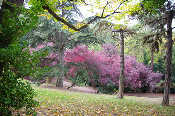 Arbres rouges et vert, parc de paris, France.