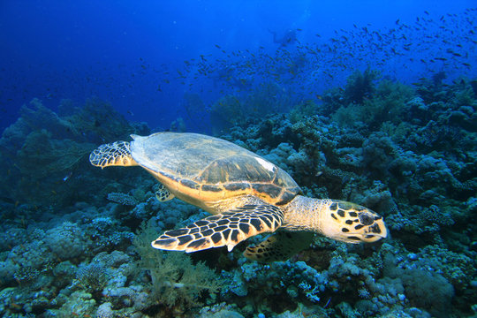 Hawksbill Turtle and Gorhonian Fan Corals