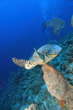 Hawksbill Sea Turtle and Gorgonian Fan Corals