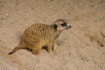 Fototapeta premium Suricata