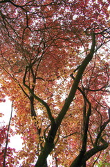 Arbres aux feuilles rouges en automne.