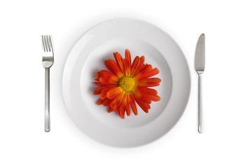 white dish with red flower isolated