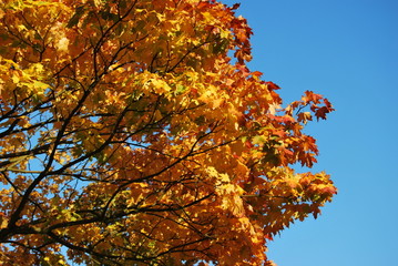 Autumn leaves against a brilliant blue sky.