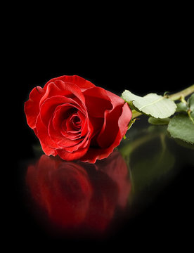Fototapeta red rose with reflection isolated on black background