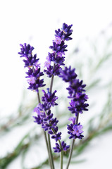 Detail of lavender flower