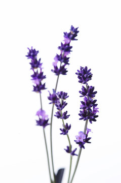 Fototapeta Detail of lavender flower