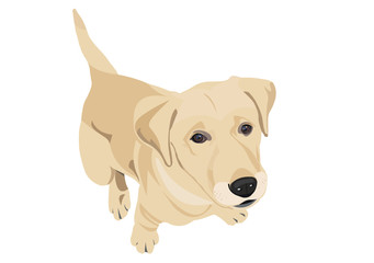 labrador retriever puppy